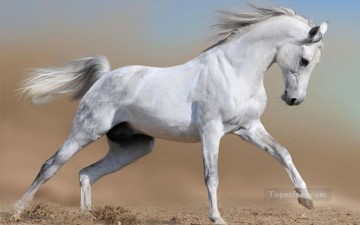写真から現実的な灰色の戦いの馬 Oil Paintings